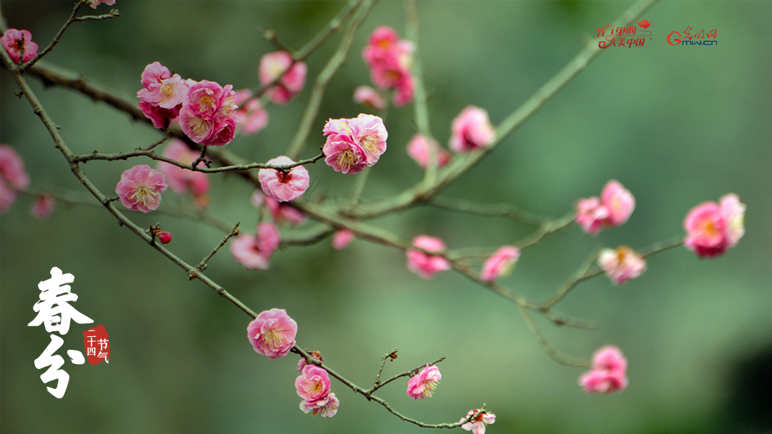 【节气里的大美中国】来自春分的信丨如期而至的是春天 【节气里的大美中国】来自春分的信丨如期而至的是春天