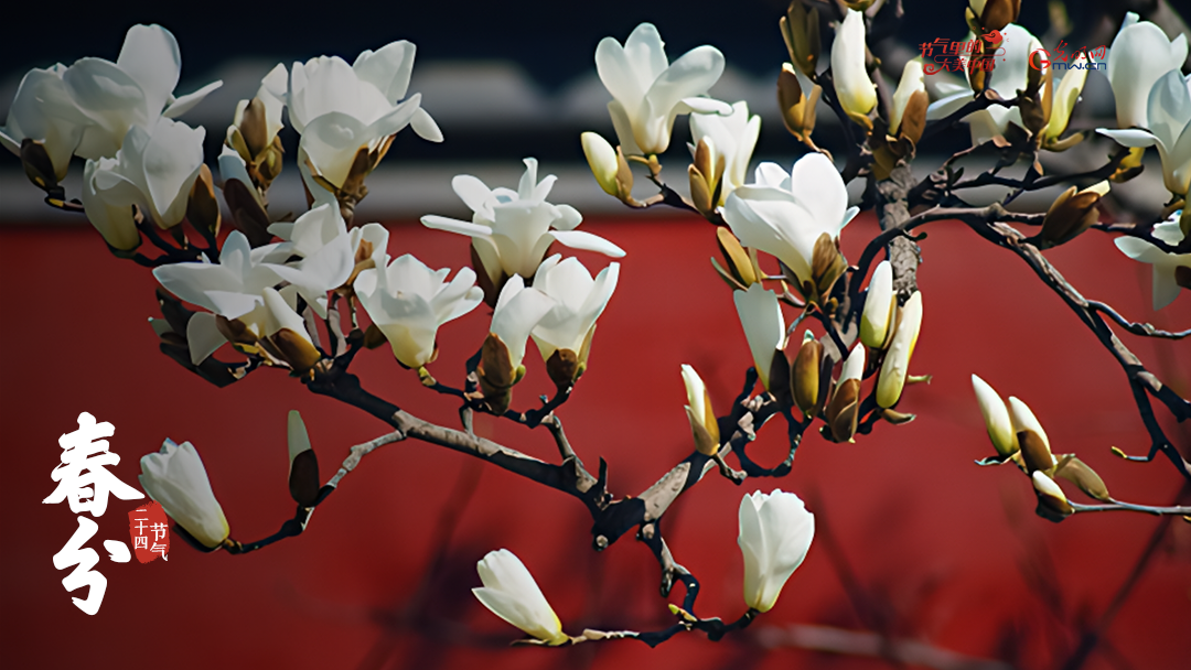 【节气里的大美中国】来自春分的信丨如期而至的是春天 【节气里的大美中国】来自春分的信丨如期而至的是春天