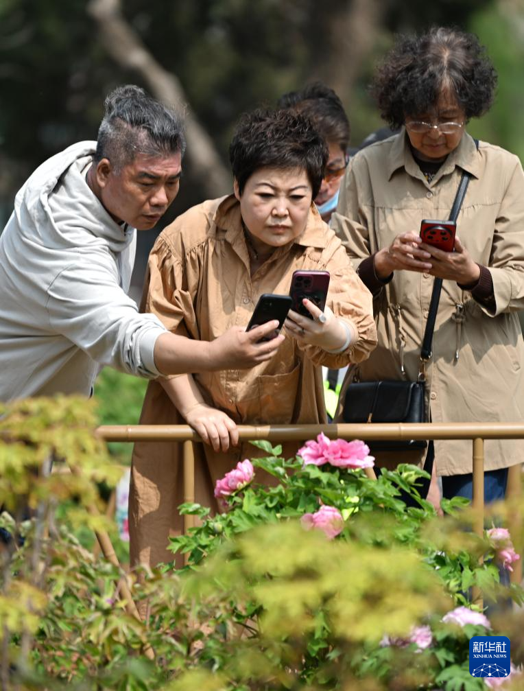 天津牡丹文化节拉开帷幕