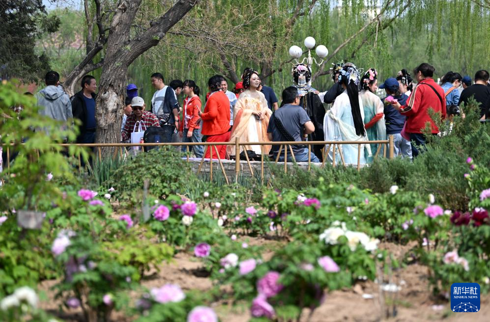 天津牡丹文化节拉开帷幕