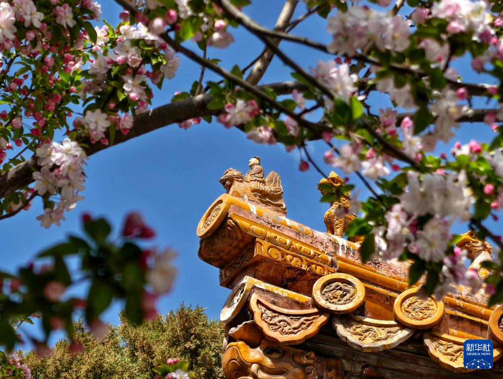 故宫花似锦