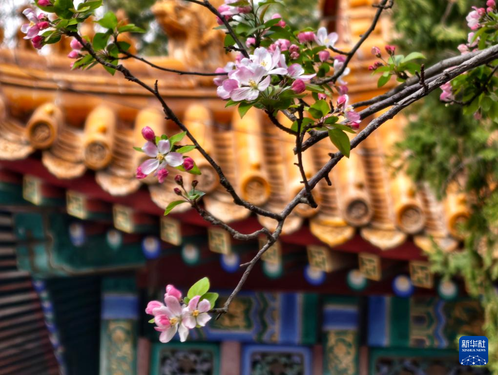 故宫花似锦