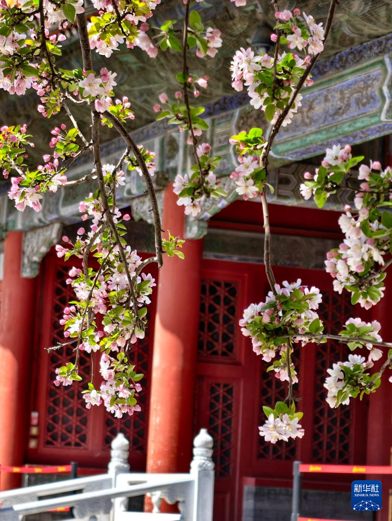 故宫花似锦