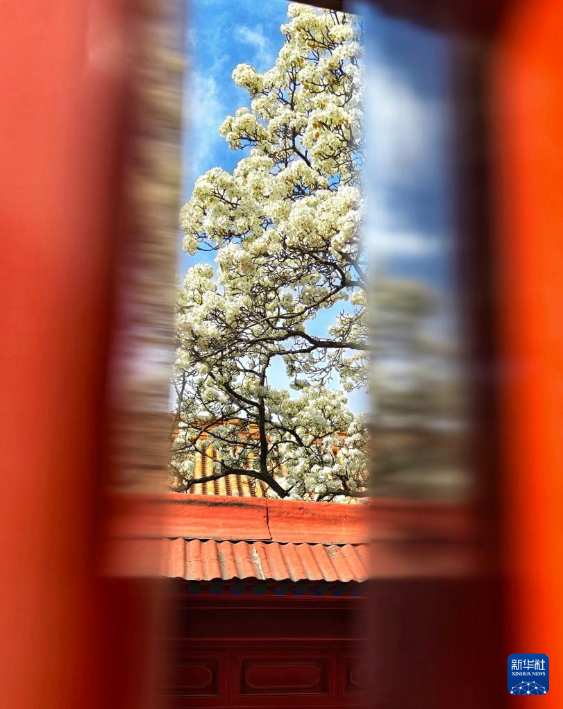 故宫花似锦