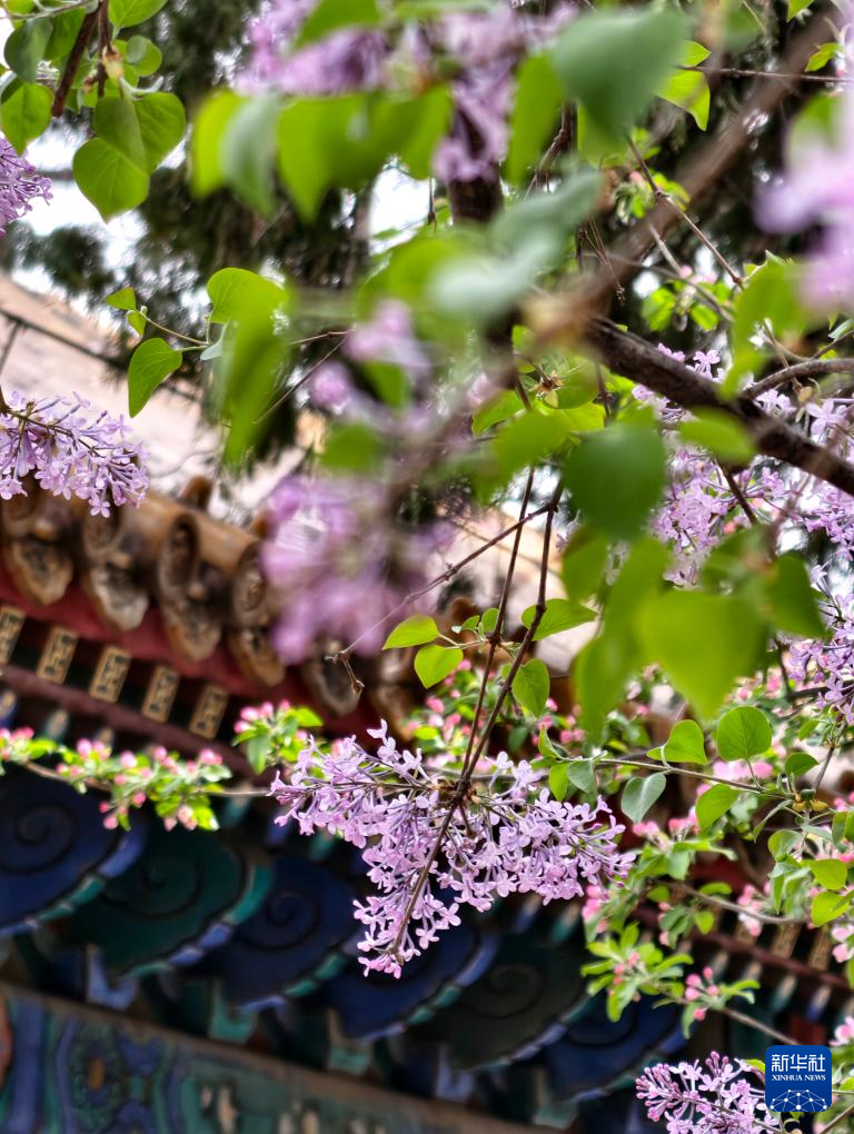 故宫花似锦