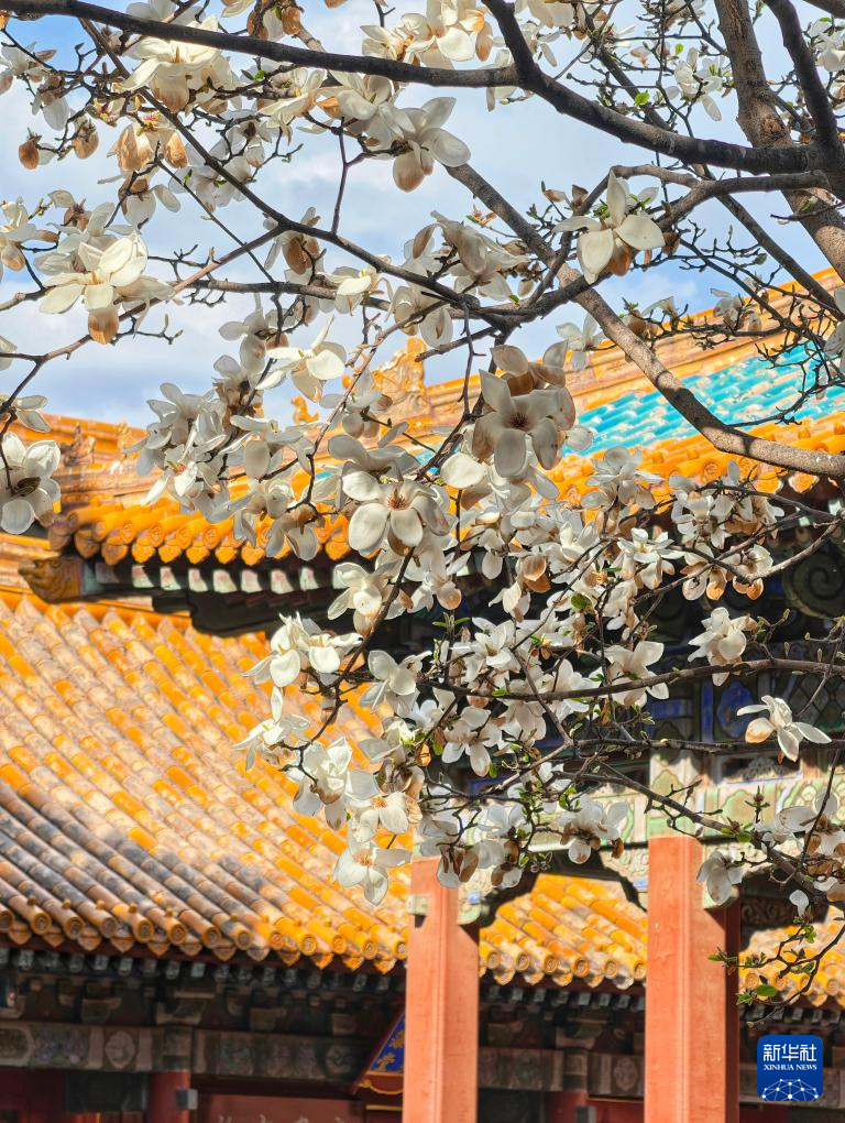 故宫花似锦