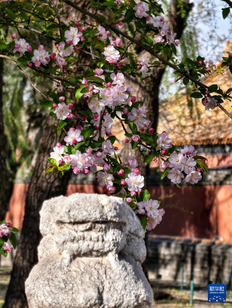 故宫花似锦
