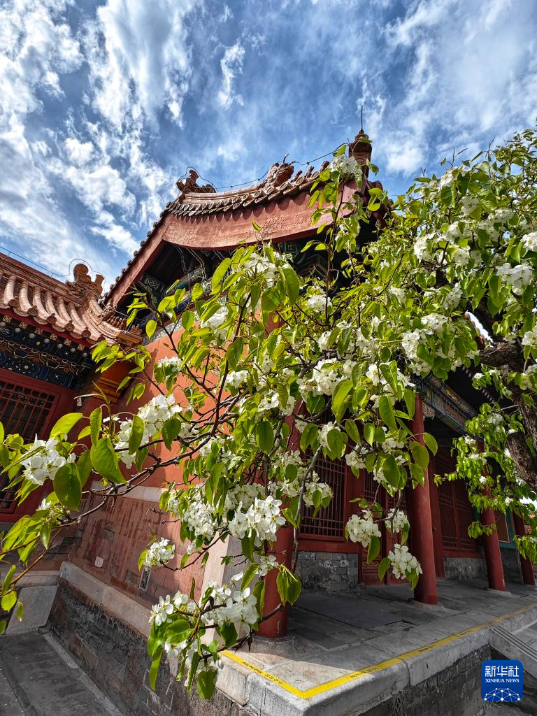 故宫花似锦