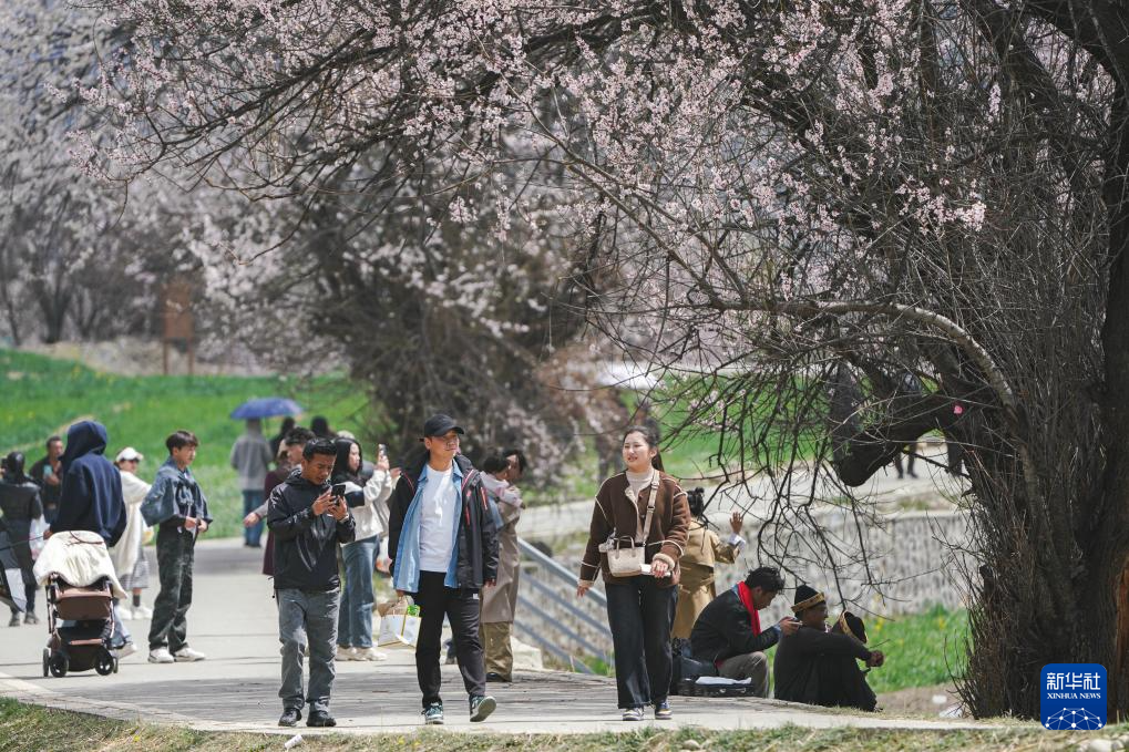 林芝桃花节启幕 雪域江南迎客来