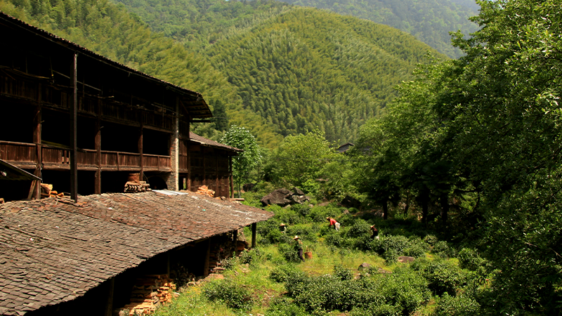 【何以中国】正山小种：好山好水出好茶