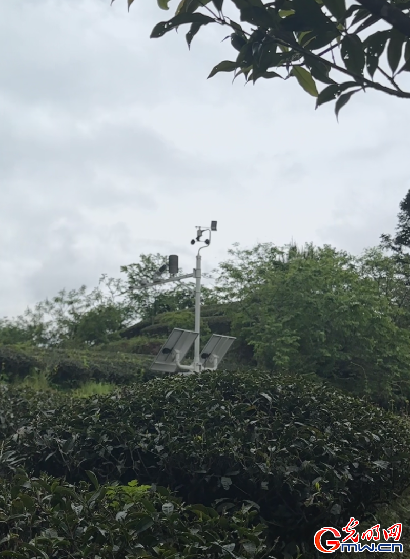 【何以中国】武夷山燕子窠生态茶园里的“黑科技”