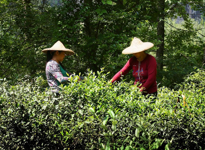 【何以中国】武夷山下茶人事