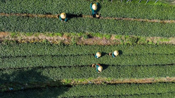 【文化和自然遗产日】漫动时节丨茶：人在草木间