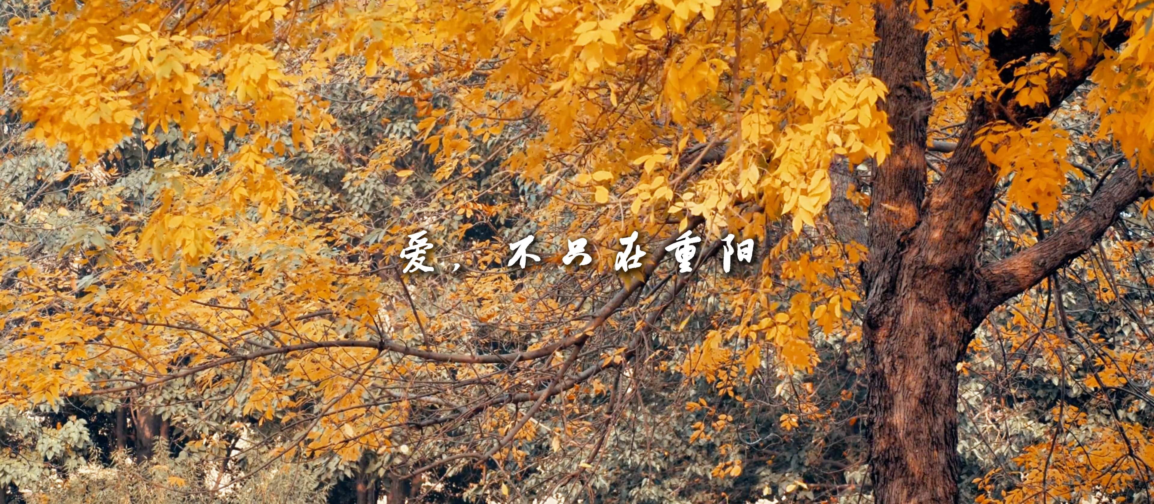 【网络中国节】微视频丨爱的回响