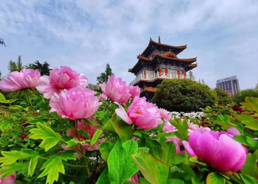 【网络中国节】春假遇上清明：送您一张春日出行“地图”