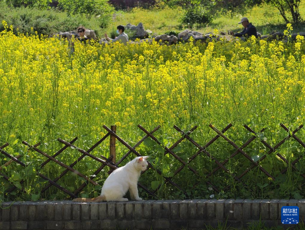 油菜花扮靓北海公园