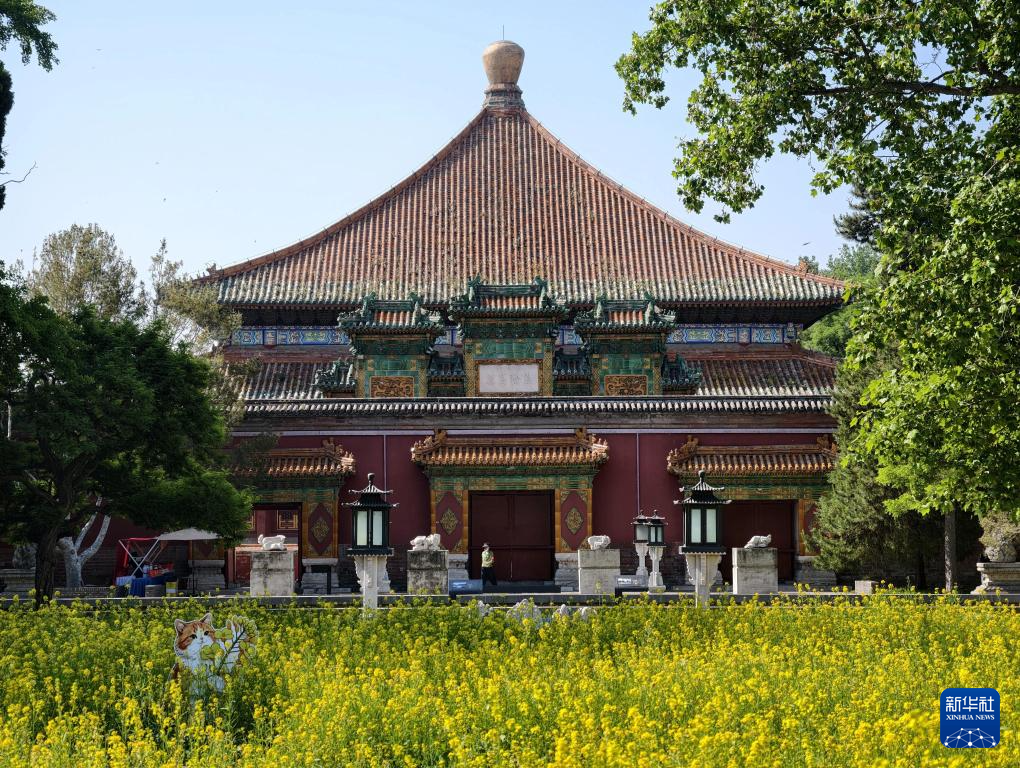 油菜花扮靓北海公园