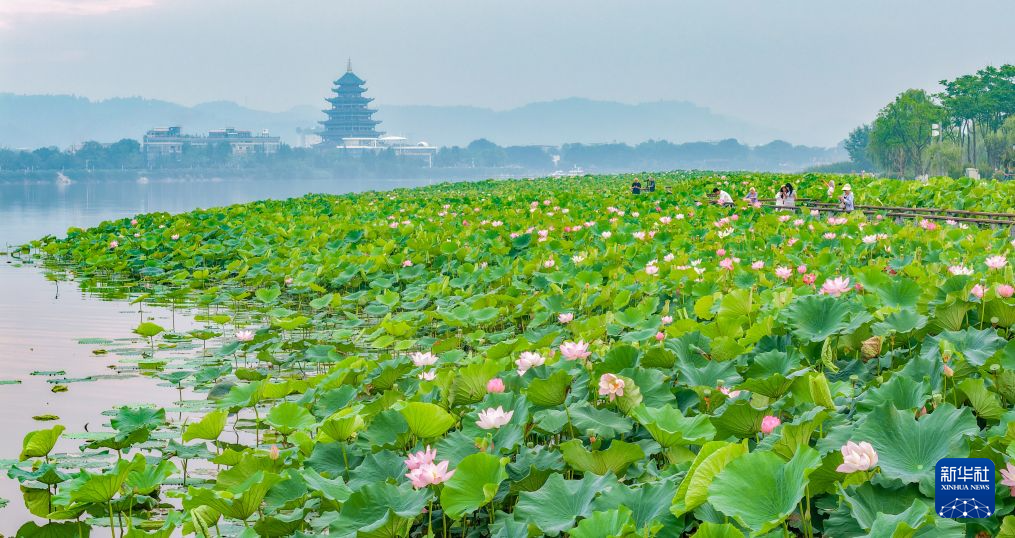 夏日赏荷正当时