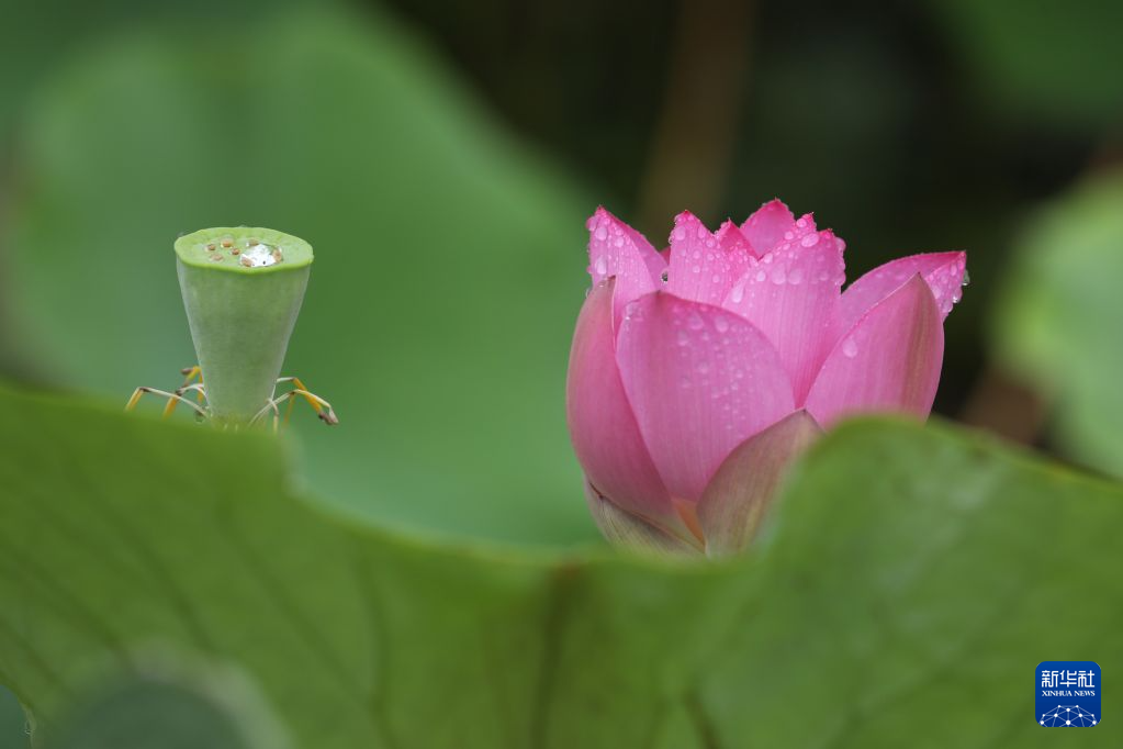 夏日赏荷正当时