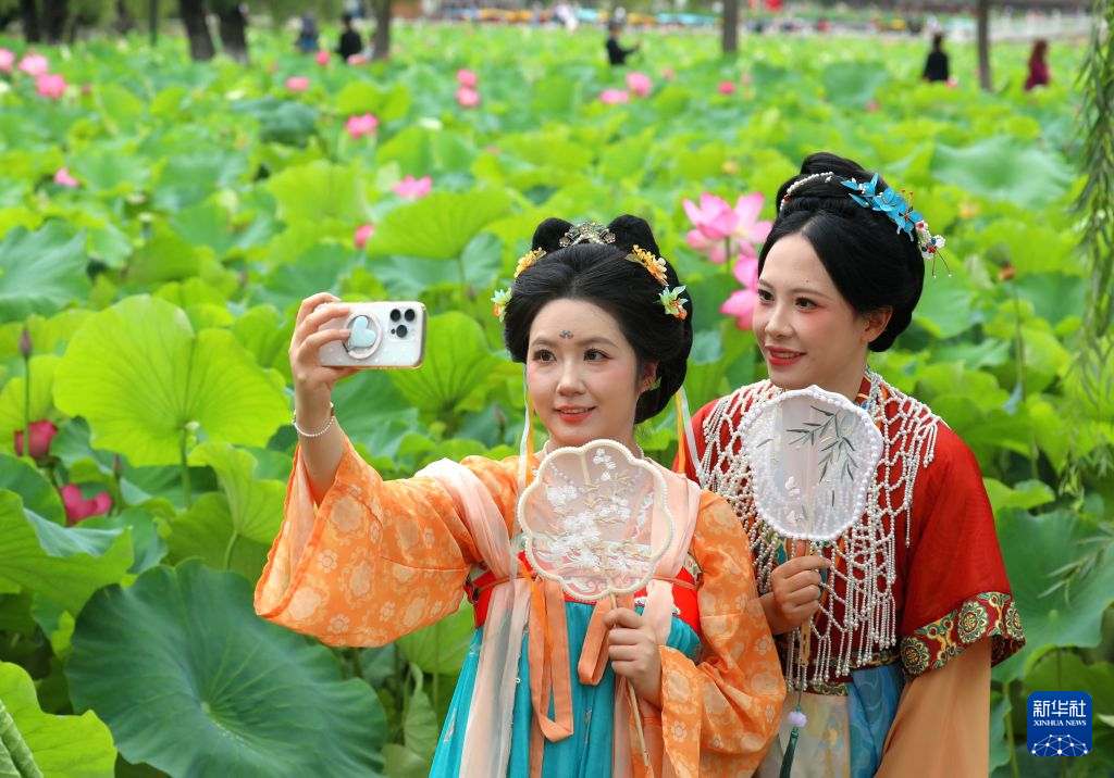 夏日赏荷正当时