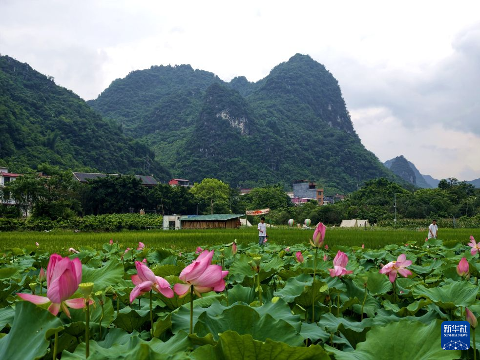 夏日赏荷正当时