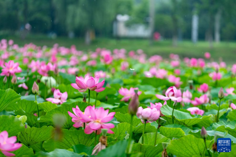 夏日赏荷正当时